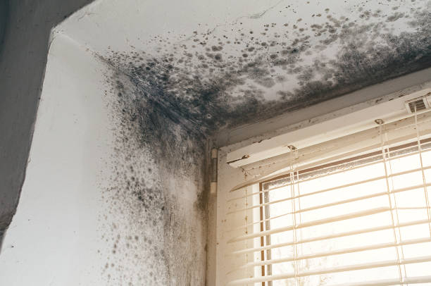 Affordable Mold Cleanup solutions in Columbus, NJ